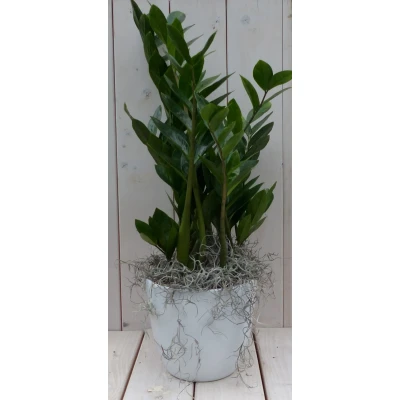 Afbeelding van Zamioculcas in witte pot 55 cm Warentuin Natuurlijk