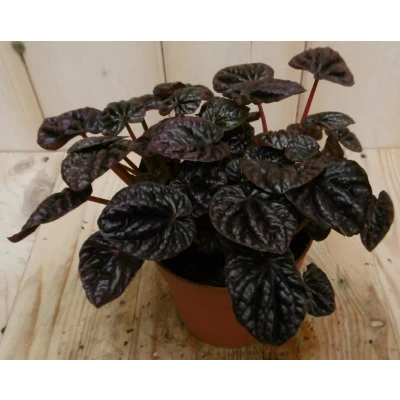 Afbeelding van 2 stuks! Kamerplant Sienna Sunset Peperomia Schumi Red Warentuin Natuurlijk