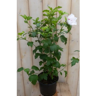 Afbeelding van Hibiscus struik Wit 40 cm Warentuin natuurlijk