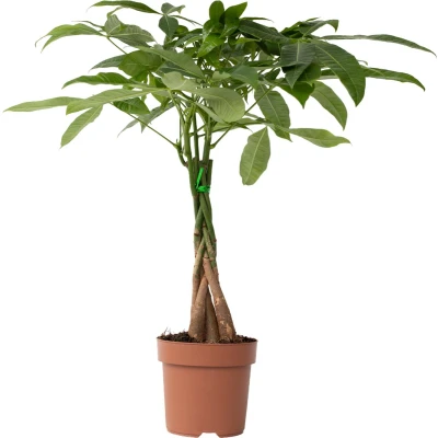 Afbeelding van Pachira aquatica &#039;Geldboom&#039; Pot 17cm Hoogte 60 70cm P17