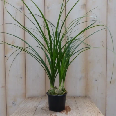 Afbeelding van Mini Olifantspoot Warentuin Natuurlijk