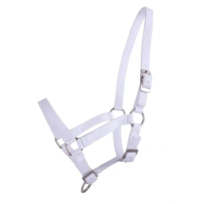Image de QHP Halter Foal