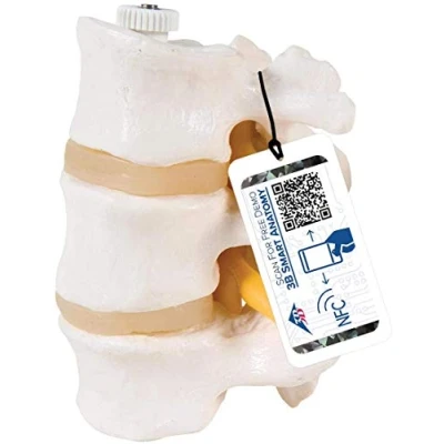 Afbeelding van 3B Scientific A76/8 3 lendenwervels, elastische montage + gratis anatomie app Smart Anatomy