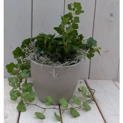 Afbeelding van Klimop Hedrea donkergroen taupe pot 25 cm Warentuin Natuurlijk