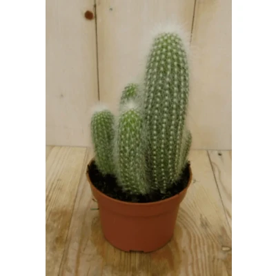 Afbeelding van Kamerplant Stekel Cactus Warentuin Natuurlijk