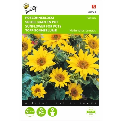Afbeelding van Helianthus Annuus Pacino, Lage Potzonnebloem Buzzy
