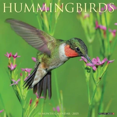 Afbeelding van Hummingbirds 2025 12 X Wall Calendar