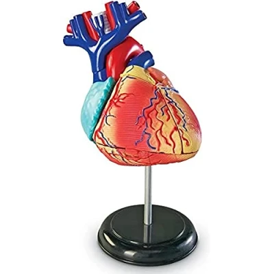 Afbeelding van Learning Resources Anatomisch model van het menselijk hart