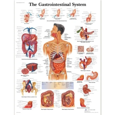 Afbeelding van 3B Scientific VR1422L Menselijke anatomie tabel van het maagdarmstelsel, gelamineerde versie
