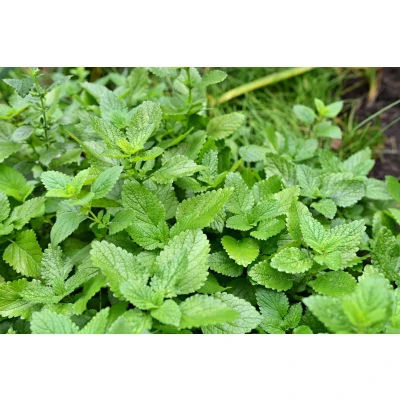 Afbeelding van Citroenmelisse Melissa officinalis