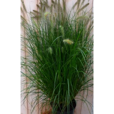 Afbeelding van Lampepoetsergras GROOT 100 cm Warentuin natuurlijk