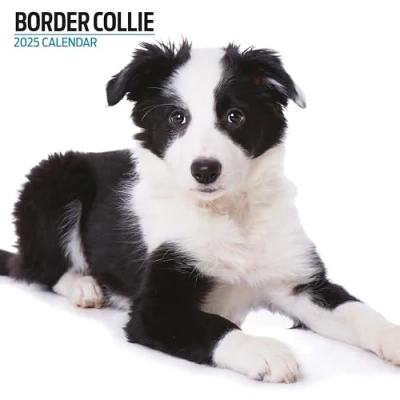 Afbeelding van Border Collie Kalender 2025 Modern