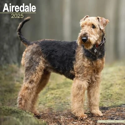 Afbeelding van Airedale Terrier Kalender 2025
