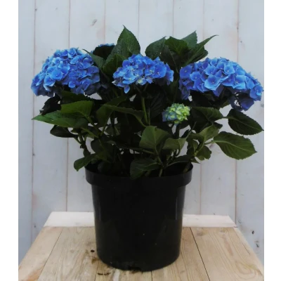 Afbeelding van Hortensia Hydrangea blauw groot 80 cm Warentuin natuurlijk