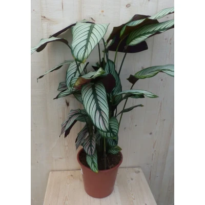 Afbeelding van Calathea Whitestar Pauwenplant wit blad 60 cm Warentuin Natuurlijk