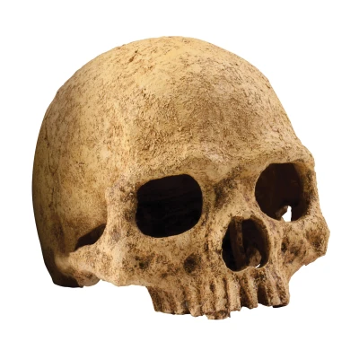 Afbeelding van Exo Terra Schuilplaats Primate Skull Ornamenten 17x13.5x11.5 cm