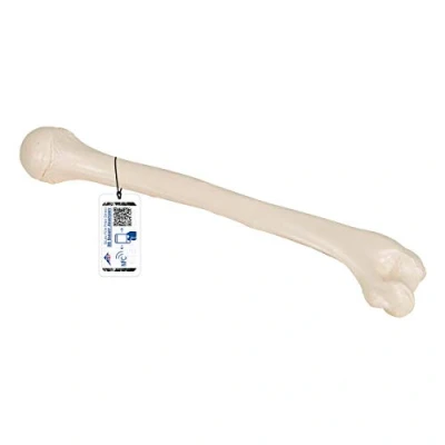 Afbeelding van 3B Scientific Humérus Anatomic model + gratis anatomie software Smart Anatomy