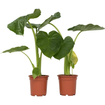 Afbeelding van Alocasia Macrorrhiza Set van 2 &#039;Olifantsoor&#039; Pot 17cm Hoogte 60 70cm Macro P17 x2