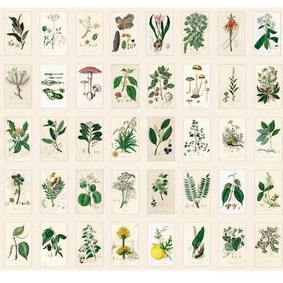 Afbeelding van Bear and Bee Vintage ansichtkaarten met oude foto&#039;s en tekeningen, set van 40 (oude geneeskrachtige planten)