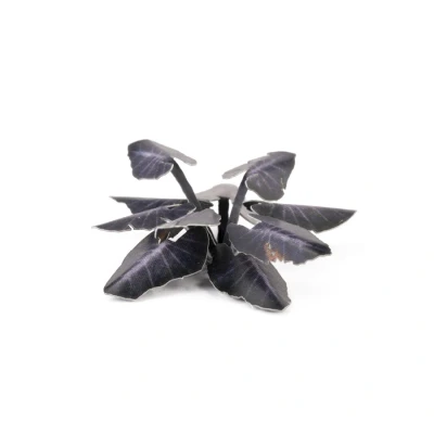 Afbeelding van Black Magic Taro Olifantsoor Laserplants 65x GGLP BMT