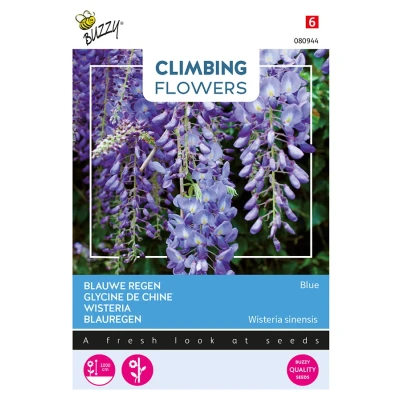Afbeelding van Flowering climbers wisteria blauw Buzzy