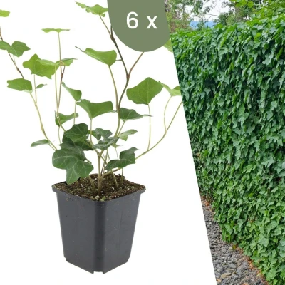 Afbeelding van Plants by Frank 6 Atlantische Klimopplanten Hedera Hibernica Winterharde bodembedekker planten tuinplanten vaste meerjarig