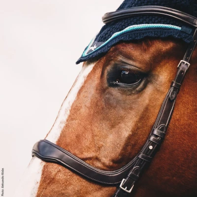 Afbeelding van Schockemöhle Hoofdstel Premium sports Equitus Delta Zwart/Zilver Full Agradi.be