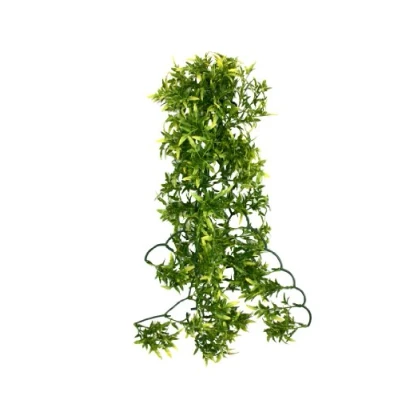 Afbeelding van Komodo Croton Plant 60 cm
