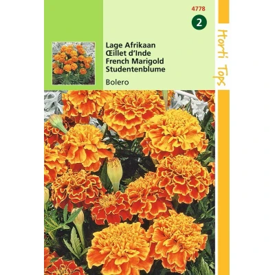 Afbeelding van 2 stuks Buzzy Tagetes patula nana Bolero