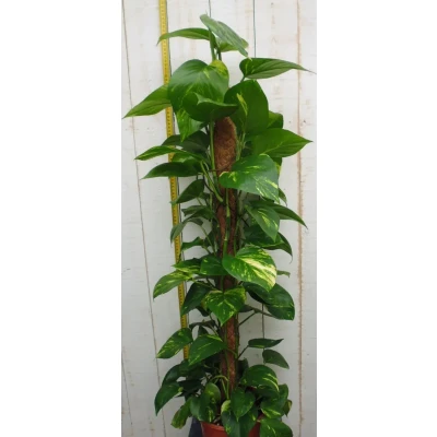 Afbeelding van Kamerplant Epipremnum 100 cm Warentuin Natuurlijk