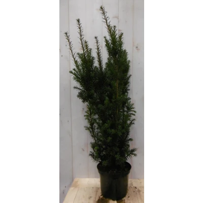Afbeelding van Taxus 100 cm Warentuin Natuurlijk