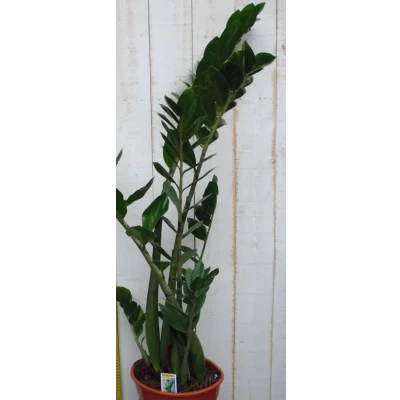 Afbeelding van Kamerplant Zamioculcas 100 cm Warentuin Natuurlijk