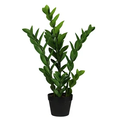 Afbeelding van Zamioculcas 65 cm Buitengewoon de boet