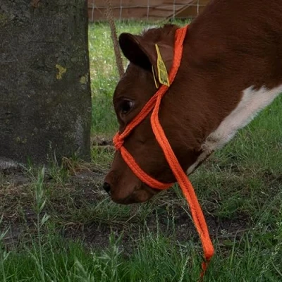 Afbeelding van Polyhalster oranje pink