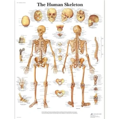 Afbeelding van 3B Scientific Human Anatomy Menselijke skeletkaarten, Gelamineerd, 1