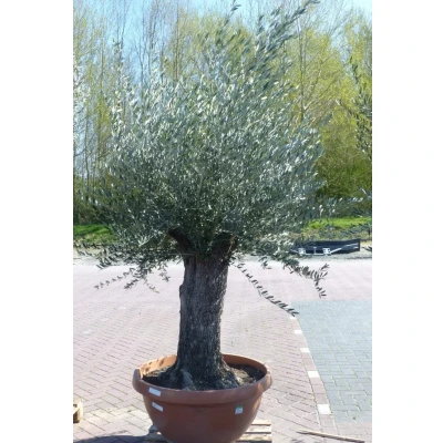 Afbeelding van Olijfboom Olea stamhoogte 80 cm en boomhoogte 200 Dikke oude Stam Warentuin Natuurlijk