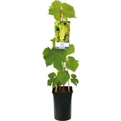 Afbeelding van Klimplant Vitis &#039;supaga (Druif)
