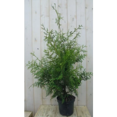 Afbeelding van Conifeer Brabant 110 cm