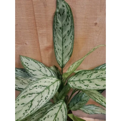 Afbeelding van Aglaonema kamerplant Warentuin Natuurlijk