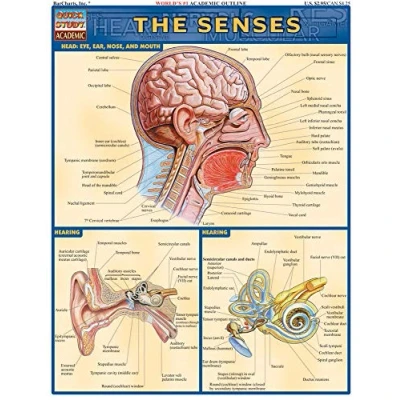 Afbeelding van The Senses