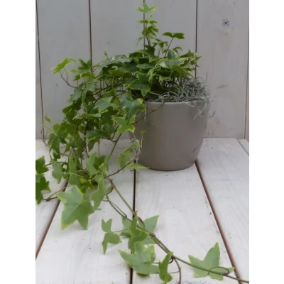 Afbeelding van Klimop Hedrea bont taupe pot 25 cm Warentuin Natuurlijk