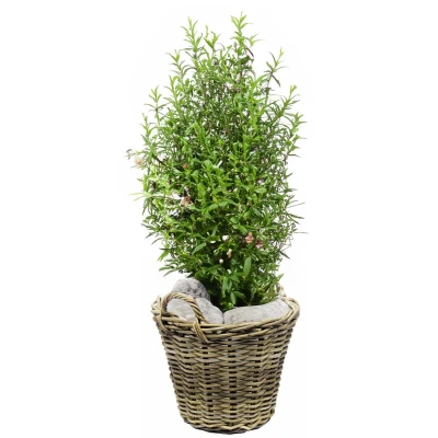 Afbeelding van Mand Rotan Antique Grey D30H23CM Van der Leeden