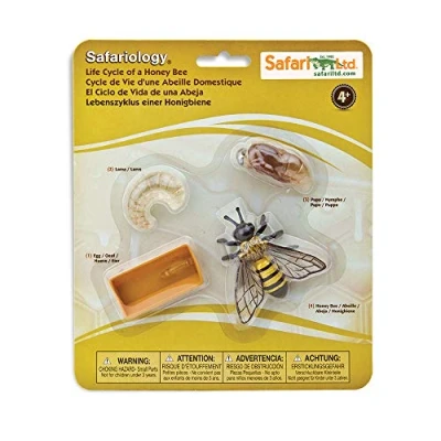 Afbeelding van Safari 622716 Levenscyclus van een bij