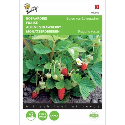 Afbeelding van Aardbeien Baron Van Solemacher Buzzy