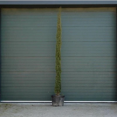 Afbeelding van Italiaanse cipresboom 300 cm Cupressus semp. Pyramidalis 325 Warentuin Natuurlijk