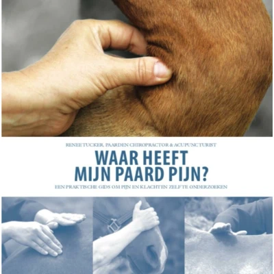 Afbeelding van Waar heeft mijn paard pijn
