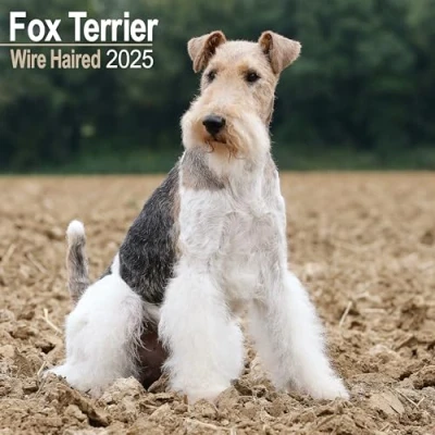 Afbeelding van Fox Terrier Ruwhaar Kalender 2025