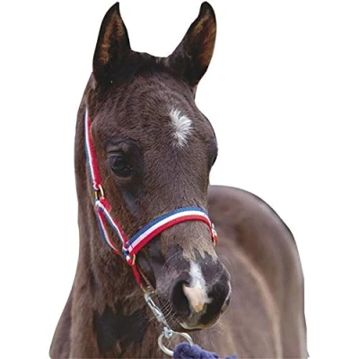 Afbeelding van roman voolhalster blauw