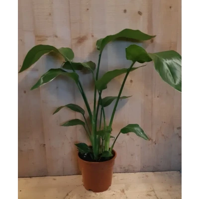 Afbeelding van Paradijsvogelbloem Nicolai 50 cm hoog kamerplant Warentuin Natuurlijk