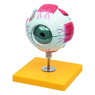 Afbeelding van Elementary Anatomy Budget 6 delig menselijk oog anatomie model met sokkel, 3x vergroting, schoolcursus